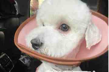 狗狗眼皮腫原因