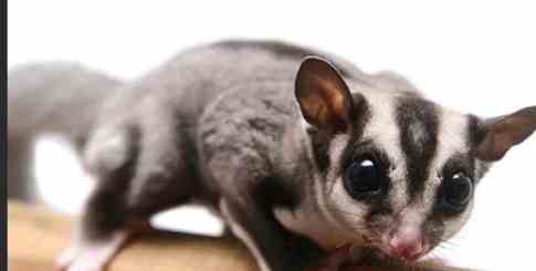 蜜袋鼯冬眠 蜜袋鼯冬眠