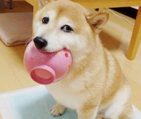 狗狗飲食禁忌 狗狗飲食禁忌