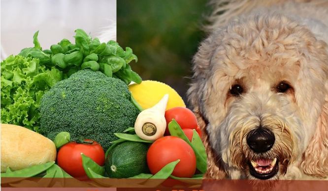 狗吃蔬菜注意事項