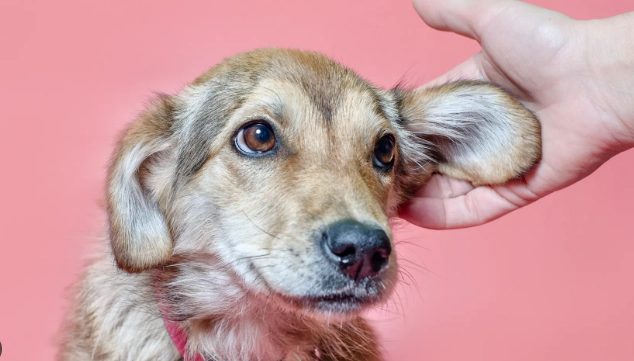 狗狗耳朵有水聲