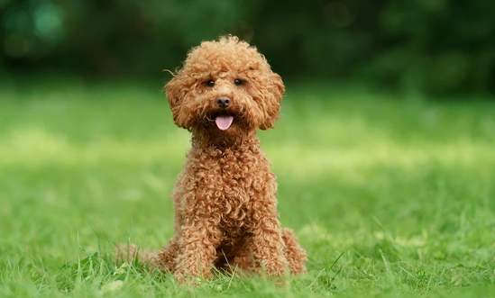 低掉毛狗 低掉毛狗