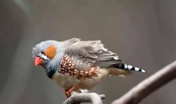 文鳥飼養 文鳥飼養