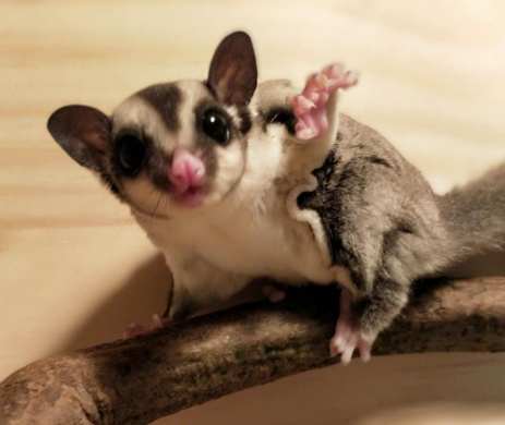 蜜袋鼯照顧 蜜袋鼯照顧