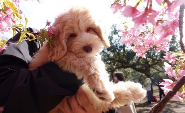 拉布拉多貴賓狗飼養