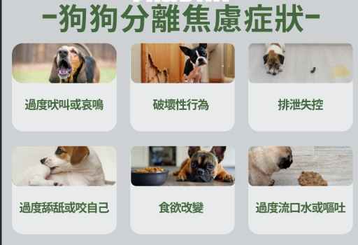狗狗焦慮行為 狗狗焦慮行為