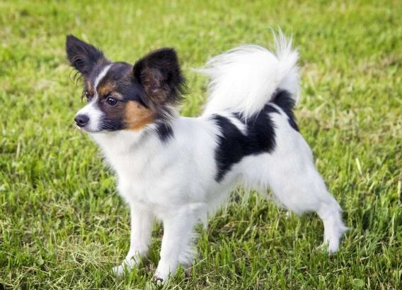 蝴蝶犬吠叫 蝴蝶犬吠叫