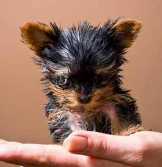 小型犬品種 小型犬品種