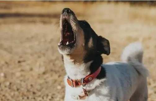 狗狗狼嚎原因