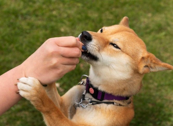 狗狗可以吃芒果乾嗎