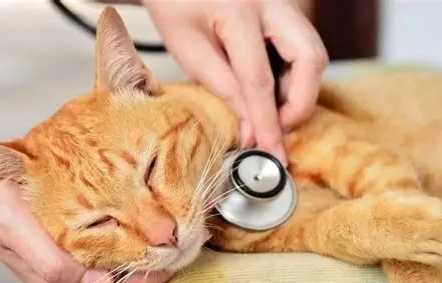 貓心臟病癲癇
