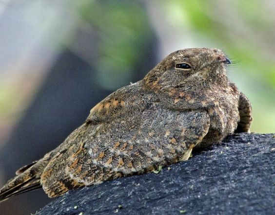 夜鷹是保育類嗎？台灣夜鷹保育狀態與法規全解析