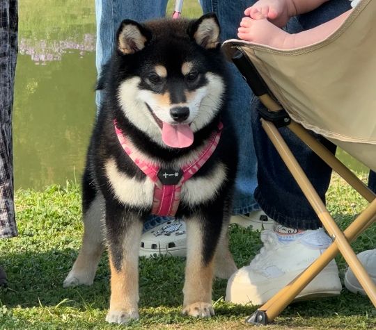 柴犬毛色 柴犬毛色