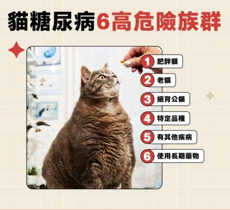 貓咪糖尿病飲食
