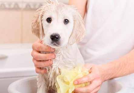 狗狗不喜歡洗澡 狗狗不喜歡洗澡