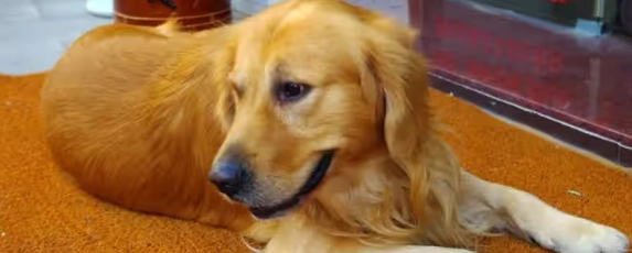 狗狗神經炎症狀