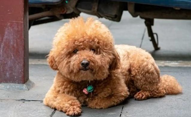 泰迪犬飼養 泰迪犬飼養