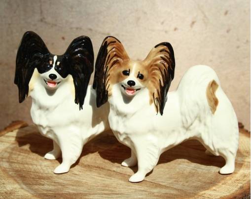 蝴蝶犬健康缺點 蝴蝶犬健康缺點