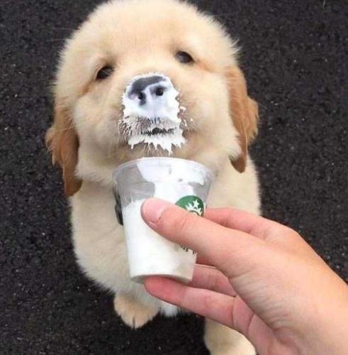 狗吃木耳安全嗎