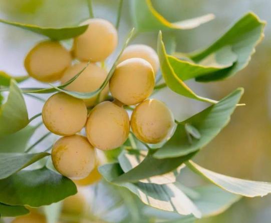 銀杏白果區別 銀杏白果區別