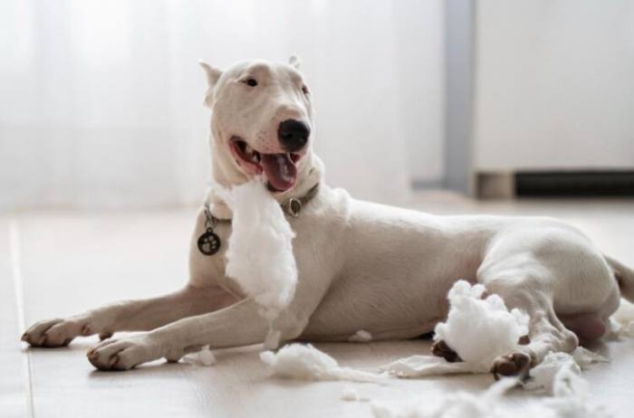 狗狗分離焦慮 狗狗分離焦慮