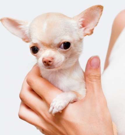 最小型犬飼養