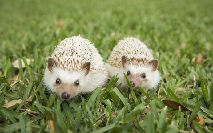 刺蝟飼養 刺蝟飼養