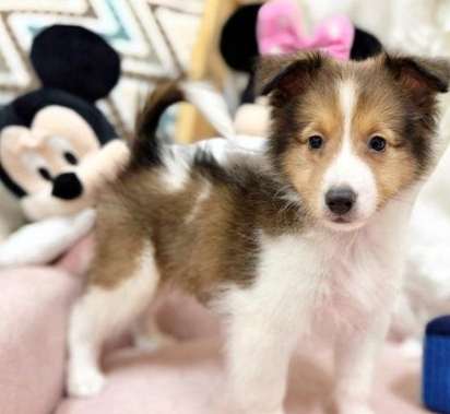 喜樂蒂幼犬健康 喜樂蒂幼犬健康