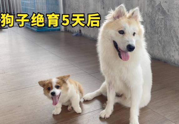 絕育後狗狗行為