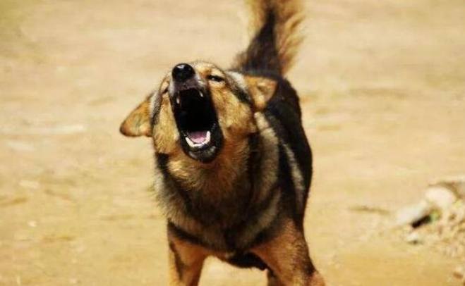 狗狗亂叫怎麼辦 狗狗亂叫怎麼辦