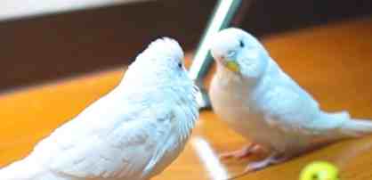 玉米餵食 玉米餵食