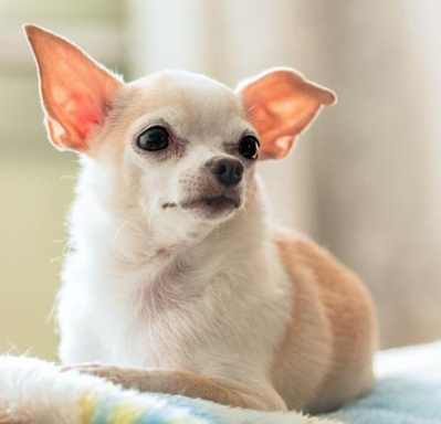 吉娃娃眼睛突出