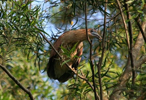 黑冠麻鷺吃什麼 黑冠麻鷺吃什麼