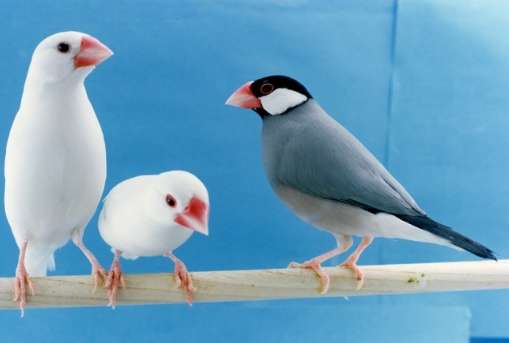 文鳥品種 文鳥品種