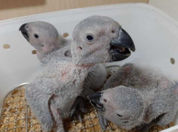 鸚鵡幼鳥疾病預防 鸚鵡幼鳥疾病預防
