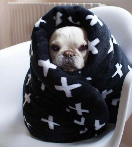 狗狗膽汁嘔吐 狗狗膽汁嘔吐