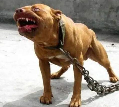 世界上最恐怖的狗