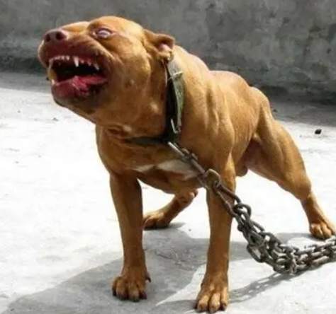 世界上最恐怖的狗：真相揭秘與安全互動指南