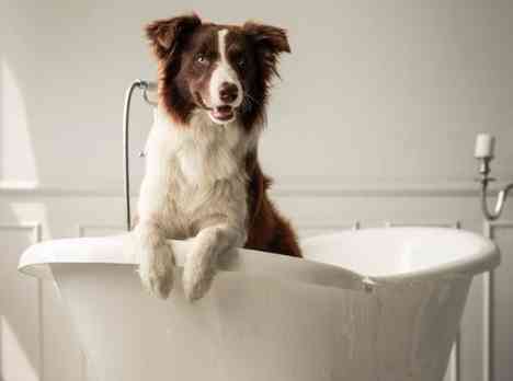 狗洗澡臉技巧 狗洗澡臉技巧