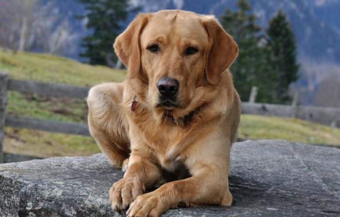 老狗抽筋原因全解析：從成因到預防，一次搞懂狗狗抽筋問題