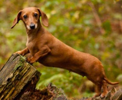 臫腸狗健康照護 臫腸狗健康照護