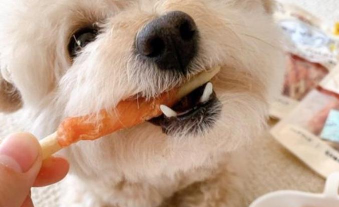 比熊吃玉米安全嗎 比熊吃玉米安全嗎