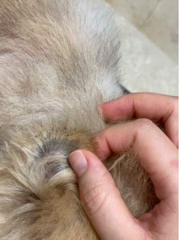 狗耳朵黑點 狗耳朵黑點