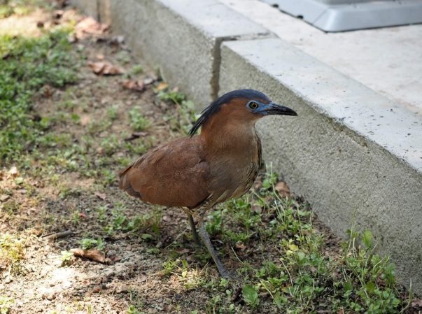 黑冠麻鷺保護現狀