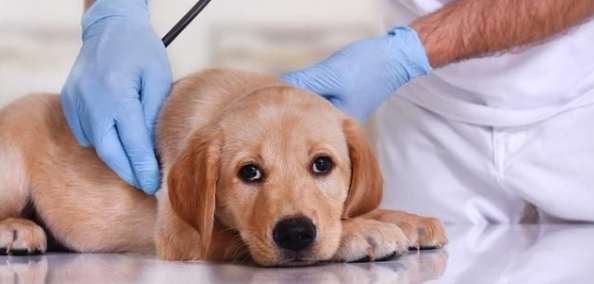 狗狗胰臟炎症狀 狗狗胰臟炎症狀