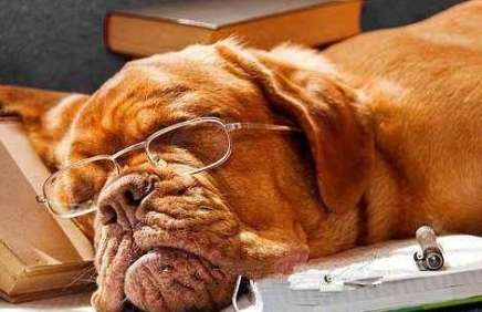 老狗癲癇治療 老狗癲癇治療