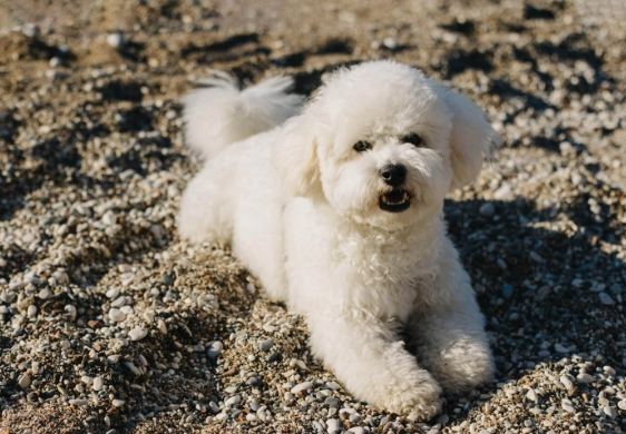 比熊犬性格 比熊犬性格