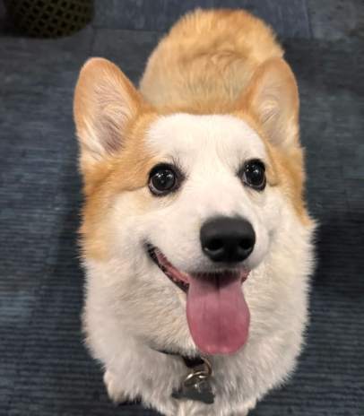 柯基亂叫 柯基亂叫