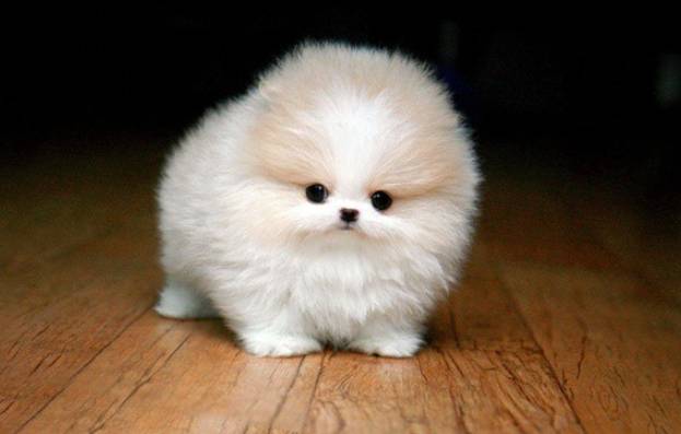 茶杯犬购买成本