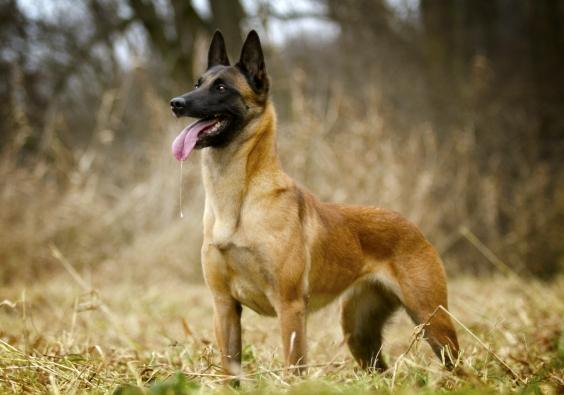 護衛犬種類 護衛犬種類